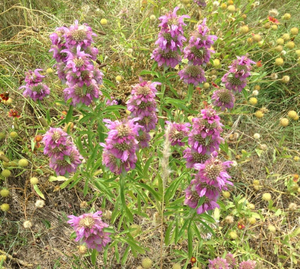 Lemon Bergamot, Lemon Beebalm Seeds (Monarda citriodora) - Native Wildflower - 300+ seeds