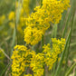 Yellow Bedstraw Seeds (Galium verum) - Perennial Wildflower - 500+ seeds