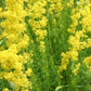 Yellow Bedstraw Seeds (Galium verum) - Perennial Wildflower - 500+ seeds