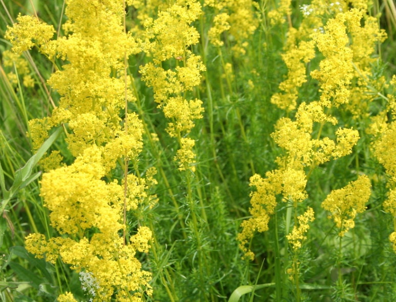Semillas de paja amarilla (Galium verum) - Flor silvestre perenne - Más de 500 semillas