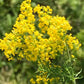 Yellow Bedstraw Seeds (Galium verum) - Perennial Wildflower - 500+ seeds