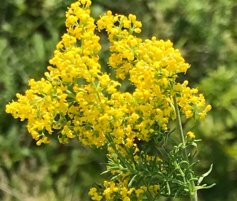 Graines de gaillet jaune (Galium verum) - Fleurs sauvages vivaces - 500+ graines