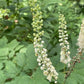 Semillas de Cohosh Negro (Actaea racemosa) - Más de 75 semillas