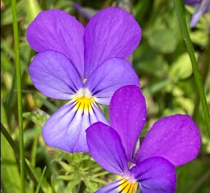 Wild Pansy Seeds - (Viola tricolor) - Annual Wild flower - 300+ Seeds