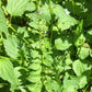 American Skullcap Seeds, Blue Skullcap Seeds - (Scutellaria lateriflora) - 100+ Seeds