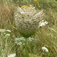 Graines de dentelle de la reine Anne, graines de carottes sauvages – (Daucus carota) – Biennale – 200+ graines