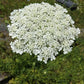 Graines de dentelle de la reine Anne, graines de carottes sauvages – (Daucus carota) – Biennale – 200+ graines