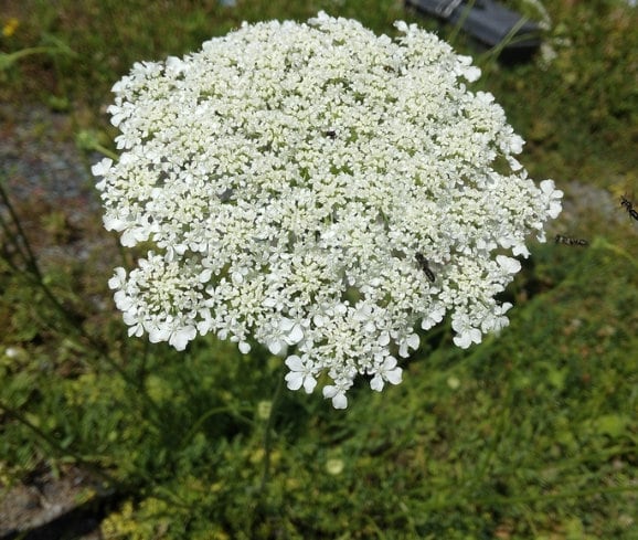 Queen Anne's Lace Seeds, Wild Carrot Seeds - (Daucus carota) - Biennial - 200+ Seeds