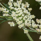 Graines de dentelle de la reine Anne, graines de carottes sauvages – (Daucus carota) – Biennale – 200+ graines