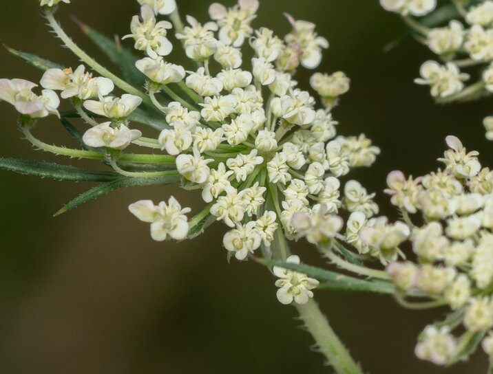 Queen Anne's Lace Seeds, Semillas de Zanahoria Silvestre - (Daucus carota) - Bienal - Más de 200 semillas