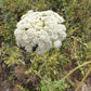 Graines de dentelle de la reine Anne, graines de carottes sauvages – (Daucus carota) – Biennale – 200+ graines