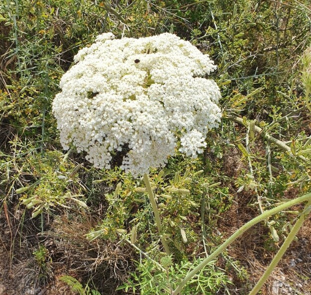 Queen Anne's Lace Herb: Information About Daucus Carota Queen