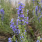 Hyssop Seeds (Hyssopus officinalis) - Perennial Herb - 200+ Seeds