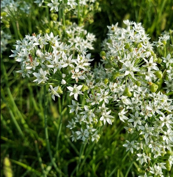 Garlic Chives Seeds (Allium tuberosum) - Perennial Herb - 100+ Seeds