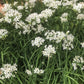 Garlic Chives Seeds (Allium tuberosum) - Perennial Herb - 100+ Seeds