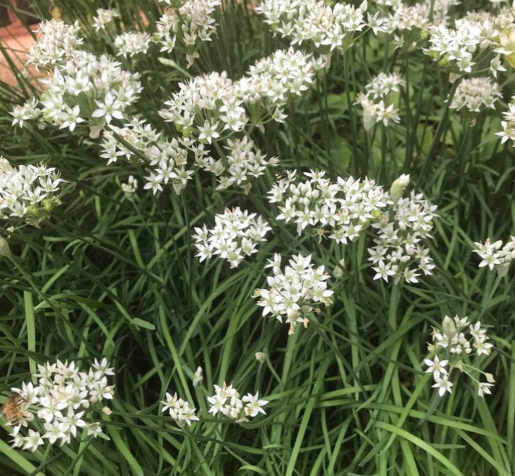 Garlic Chives Seeds (Allium tuberosum) - Perennial Herb - 100+ Seeds