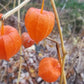 Chinese Lantern Seeds, Japanese-Lantern Seeds (Physalis alkekengi) - Perennial Herb - 100+ Seeds