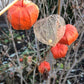 Chinese Lantern Seeds, Japanese-Lantern Seeds (Physalis alkekengi) - Perennial Herb - 100+ Seeds