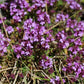 Thym sauvage (Thymus praecox) - Herbe vivace -1000+ graines