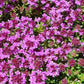 Thym sauvage (Thymus praecox) - Herbe vivace -1000+ graines