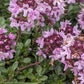 Thym sauvage (Thymus praecox) - Herbe vivace -1000+ graines