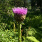 Maral root (Leuzea carthamoides) - Perennial Herb - 30+ Seeds