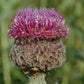 Maral root (Leuzea carthamoides) - Perennial Herb - 30+ Seeds