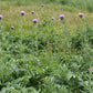 Maral root (Leuzea carthamoides) - Perennial Herb - 30+ Seeds