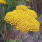 Yellow Yarrow Seeds, Fernleaf Yarrow Seeds (Achillea filipendulina) - Perennial Flower - 1000+ Seeds