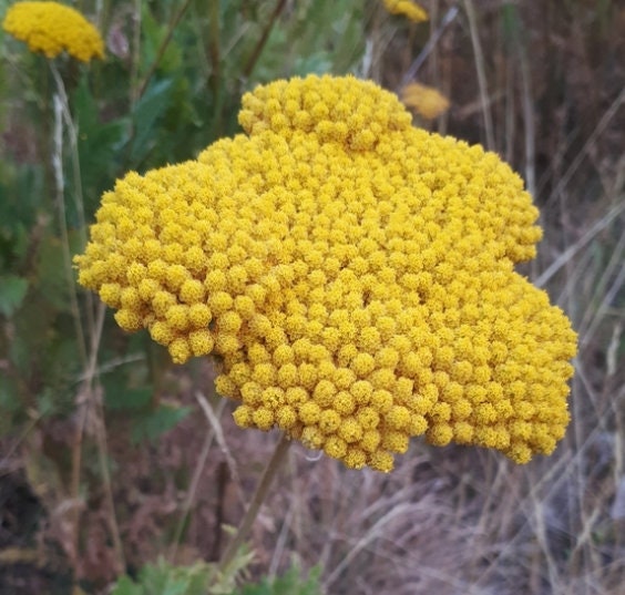 Semillas de milenrama amarilla, semillas de milenrama de hoja de helecho (Achillea filipendulina) - Flor perenne - Más de 1000 semillas