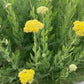 Yellow Yarrow Seeds, Fernleaf Yarrow Seeds (Achillea filipendulina) - Perennial Flower - 1000+ Seeds