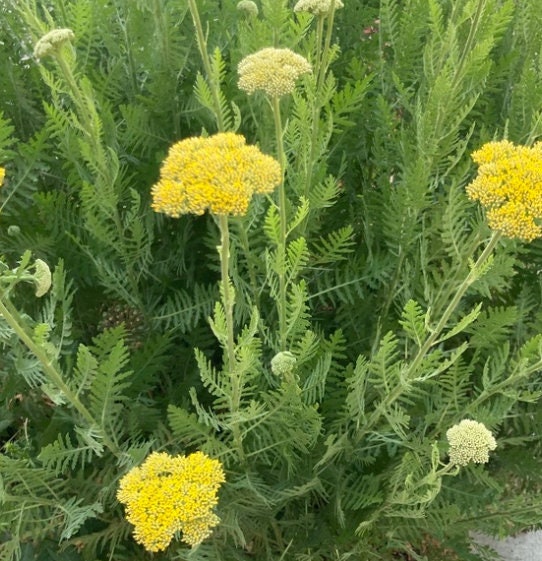 Semillas de milenrama amarilla, semillas de milenrama de hoja de helecho (Achillea filipendulina) - Flor perenne - Más de 1000 semillas