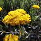 Yellow Yarrow Seeds, Fernleaf Yarrow Seeds (Achillea filipendulina) - Perennial Flower - 1000+ Seeds