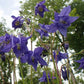European Columbine Seeds, Granny's Nightcap (Aquilegia vulgaris) - Perennial Flower - 100+ Seeds