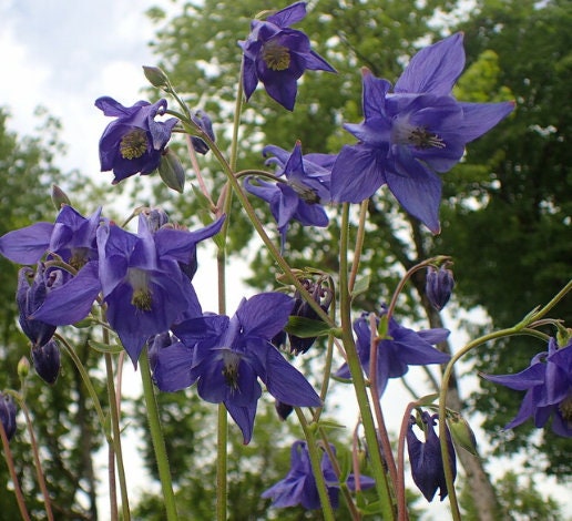 European Columbine Seeds, Granny's Nightcap (Aquilegia vulgaris) - Perennial Flower - 100+ Seeds