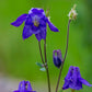 European Columbine Seeds, Granny's Nightcap (Aquilegia vulgaris) - Perennial Flower - 100+ Seeds
