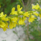 Sweet Yellow Clover Seeds, Yellow Melilot (Melilotus officinalis) - Biennial Flower - 500+ Seeds