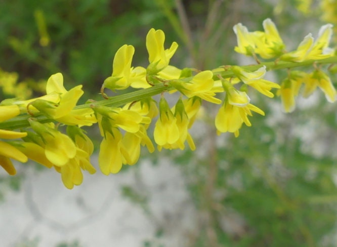 Graines de trèfle jaune doux, mélilot jaune (Melilotus officinalis) – Fleur bisannuelle – 500+ graines