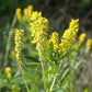 Sweet Yellow Clover Seeds, Yellow Melilot (Melilotus officinalis) - Biennial Flower - 500+ Seeds