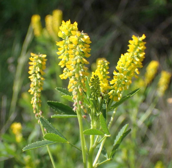 Sweet Yellow Clover Seeds, Yellow Melilot (Melilotus officinalis) - Biennial Flower - 500+ Seeds