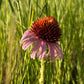 Echinacea à feuilles étroites, Echinacea angustifolia (Echinacea angustifolia) - Fleur vivace indigène - 40+ graines