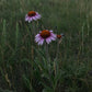 Echinacea à feuilles étroites, Echinacea angustifolia (Echinacea angustifolia) - Fleur vivace indigène - 40+ graines