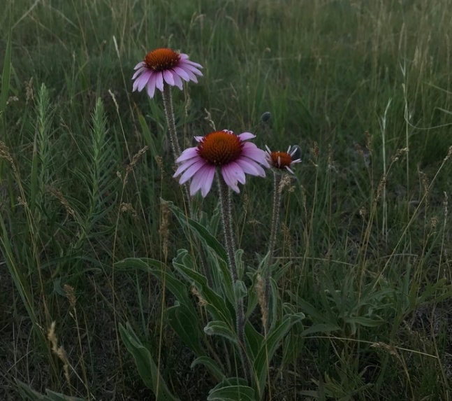 Narrow leaved Echinacea, Narrow-leaved Purple Coneflower (Echinacea angustifolia) - Native Perennial Flower - 40+ Seeds