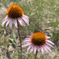 Echinacea à feuilles étroites, Echinacea angustifolia (Echinacea angustifolia) - Fleur vivace indigène - 40+ graines