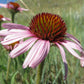 Echinacea à feuilles étroites, Echinacea angustifolia (Echinacea angustifolia) - Fleur vivace indigène - 40+ graines