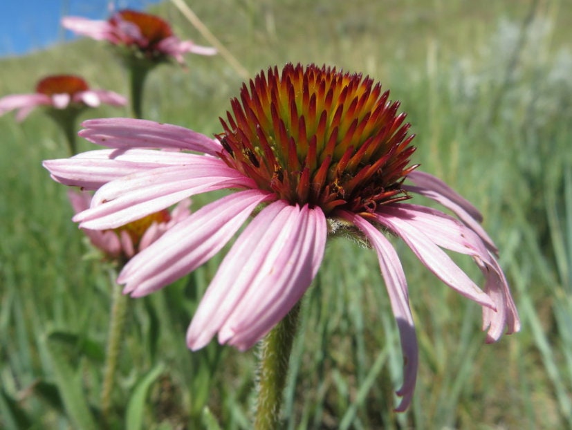 Narrow leaved Echinacea, Narrow-leaved Purple Coneflower (Echinacea angustifolia) - Native Perennial Flower - 40+ Seeds