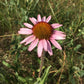 Echinacea à feuilles étroites, Echinacea angustifolia (Echinacea angustifolia) - Fleur vivace indigène - 40+ graines