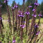 Semillas de Verbena Azul, Verbena Americana (Verbena hastata) - Hierba Perenne Nativa - Más de 500 Semillas