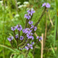 Semillas de Verbena Azul, Verbena Americana (Verbena hastata) - Hierba Perenne Nativa - Más de 500 Semillas