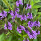 Semillas de Verbena Azul, Verbena Americana (Verbena hastata) - Hierba Perenne Nativa - Más de 500 Semillas